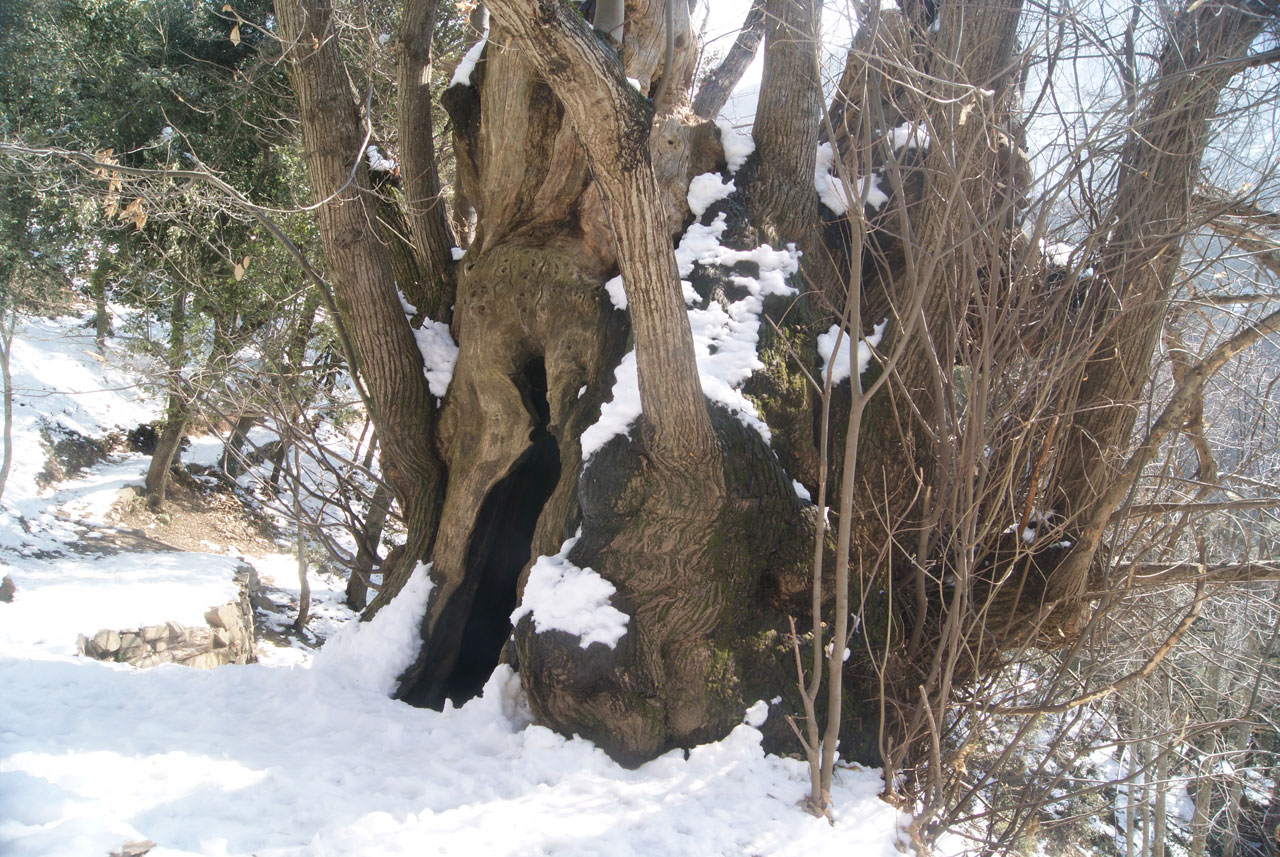 tree old chestnut tree free photo