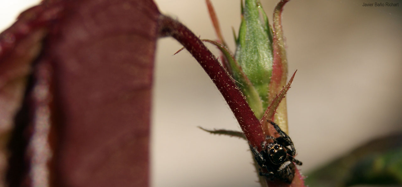 spider insect flower free photo