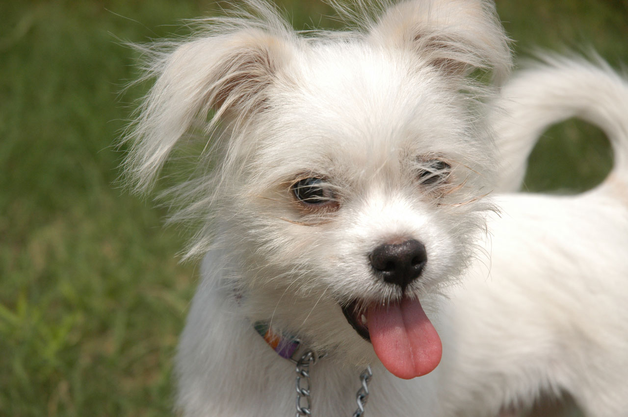 white dog little free photo