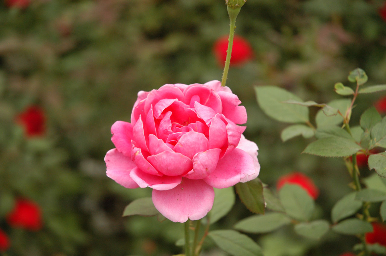 flower pink pink flower free photo