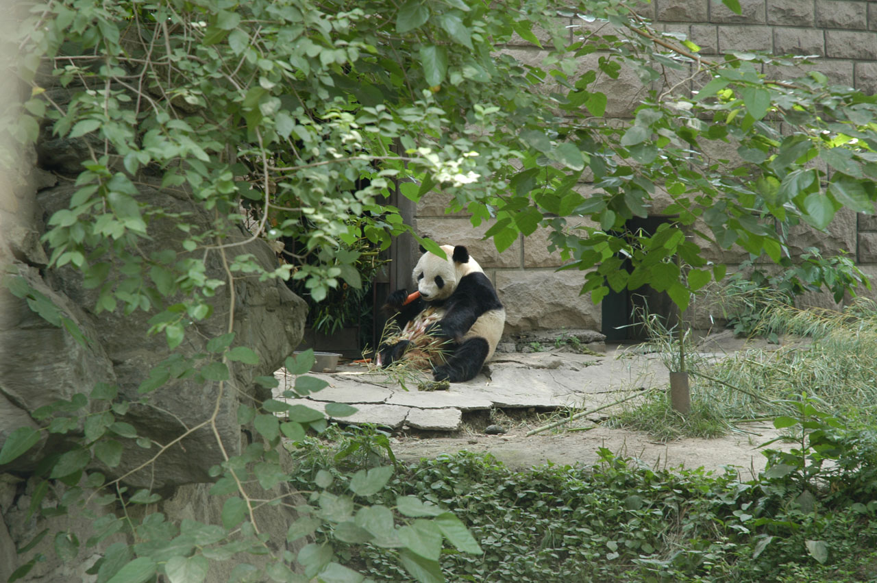 panda bear snacking panda free photo