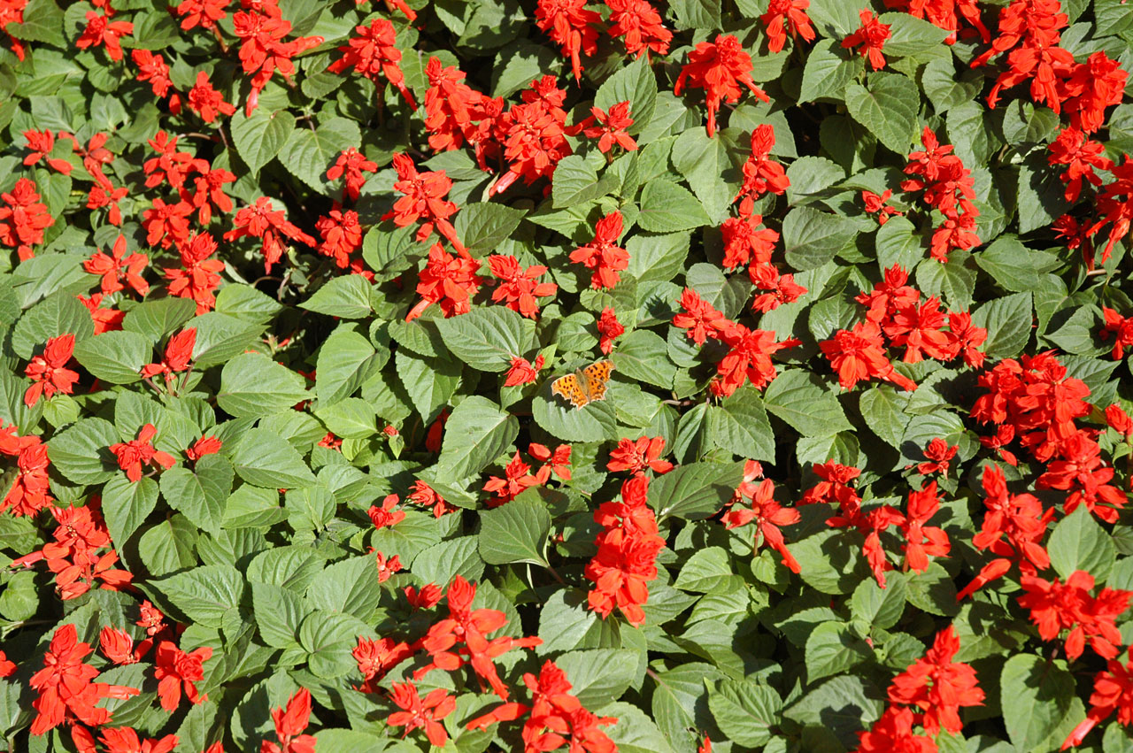 butterflies flowers flowers and butterfly free photo