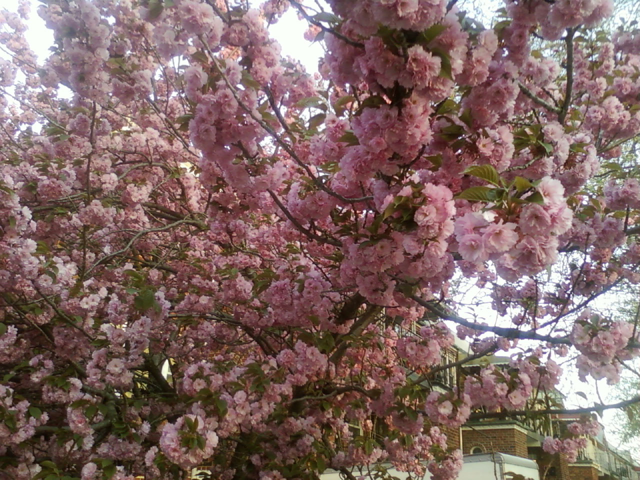 cherry blossoms blossom free photo