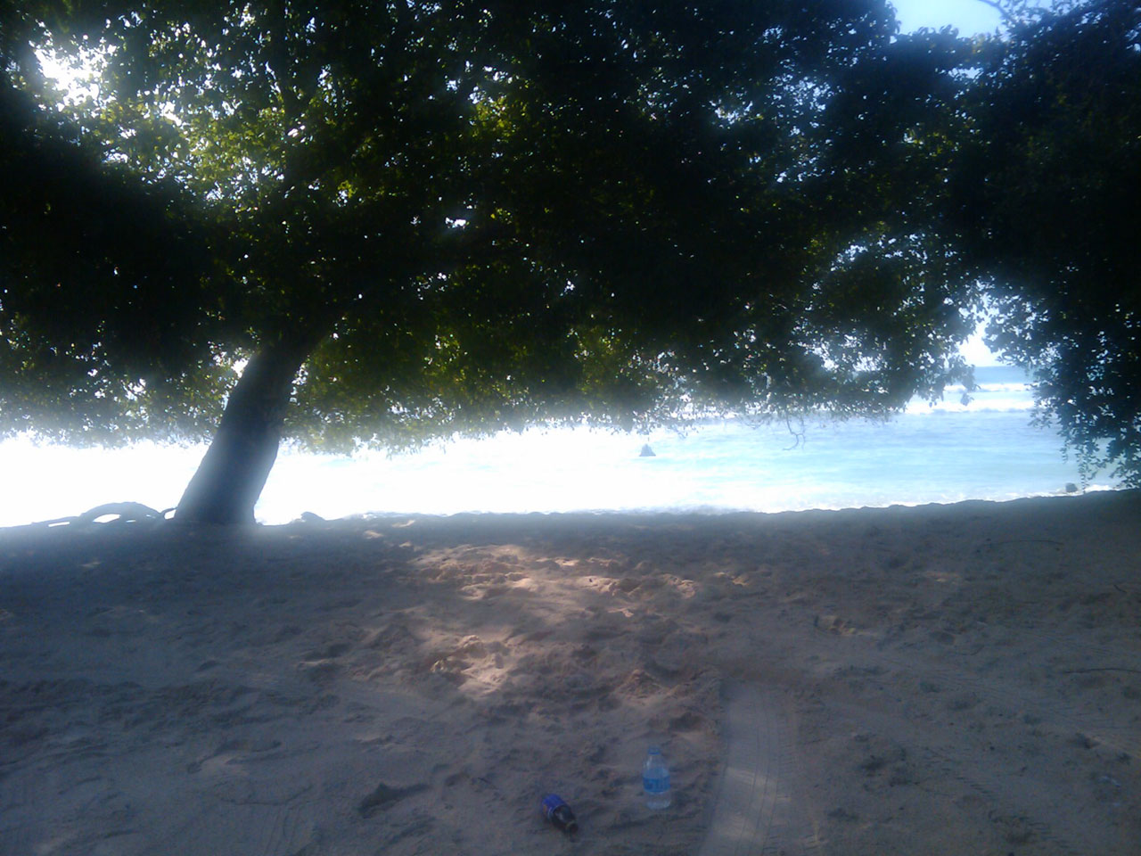 beach sand tree free photo