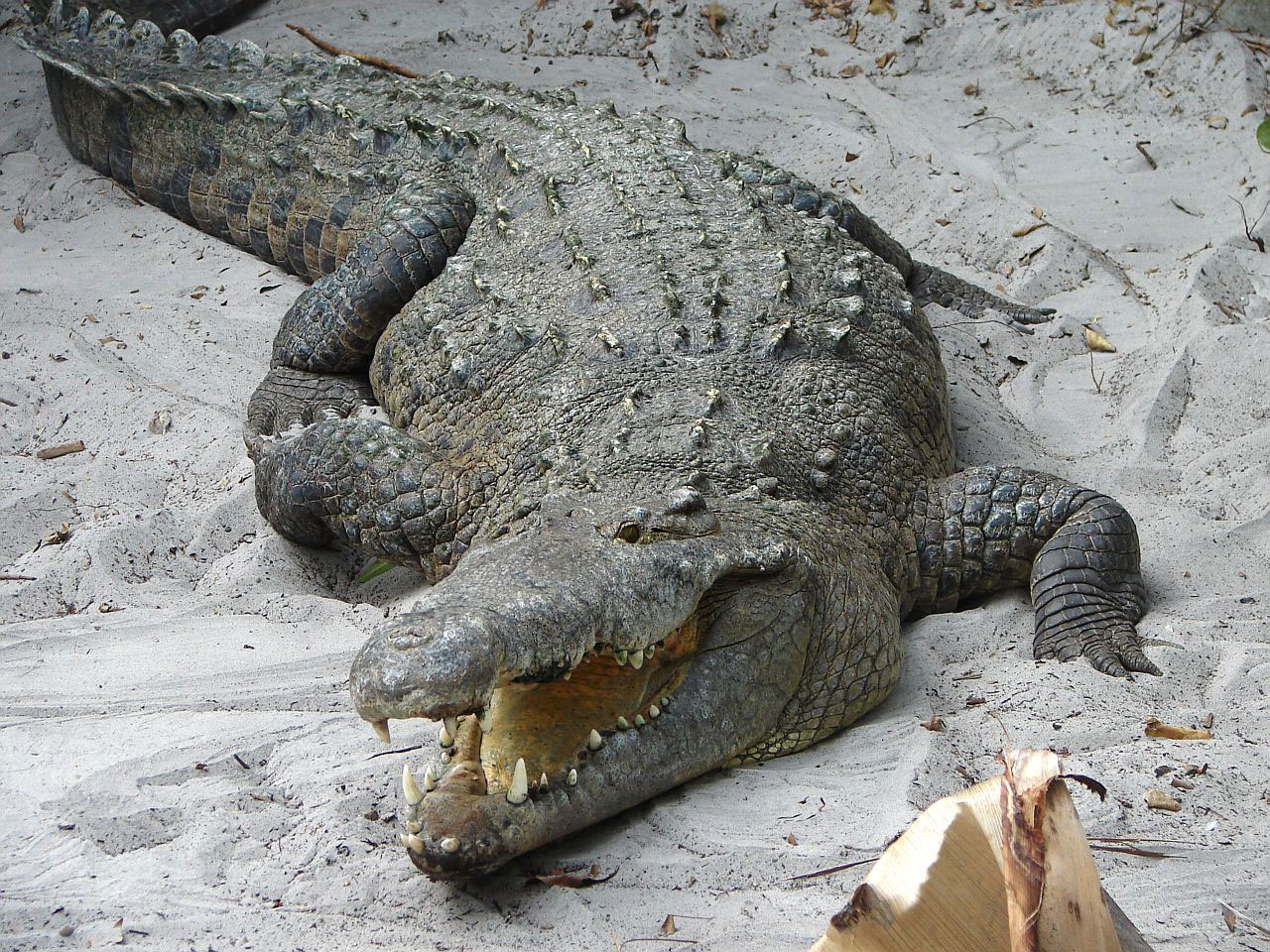 crocodile alligator animals free photo