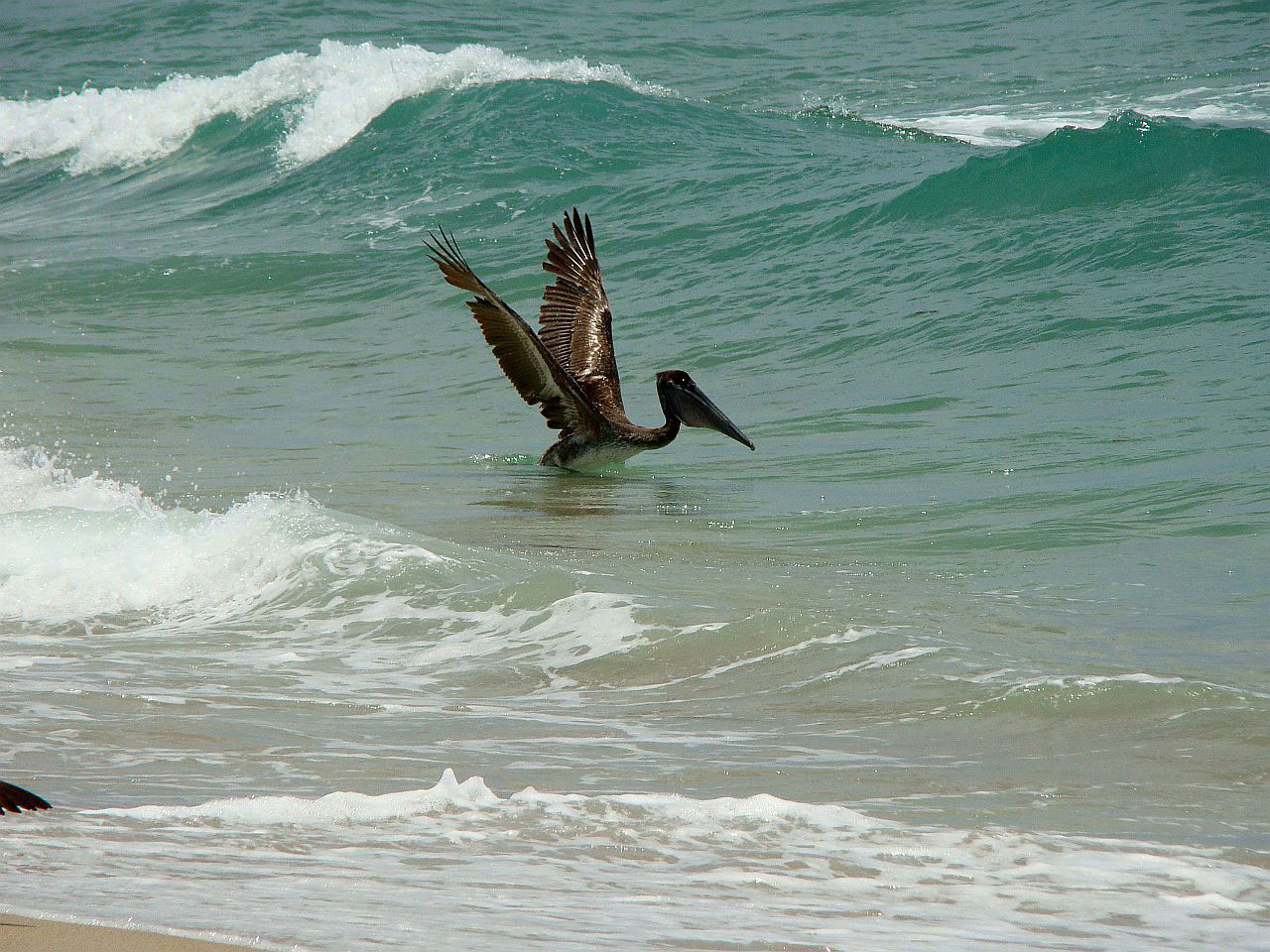 bird ocean water free photo