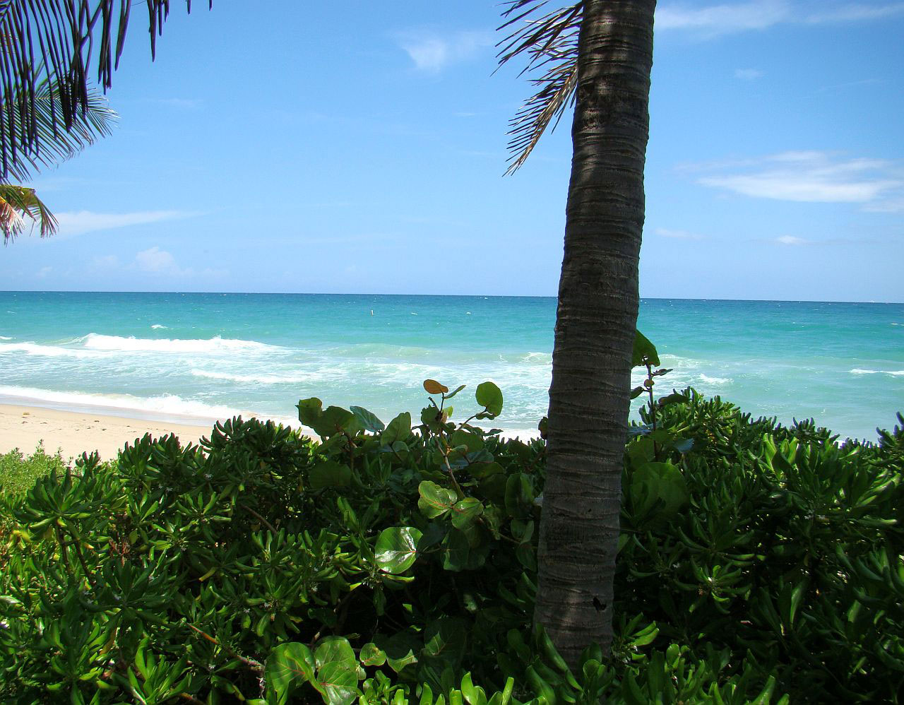 beach palm tree free photo