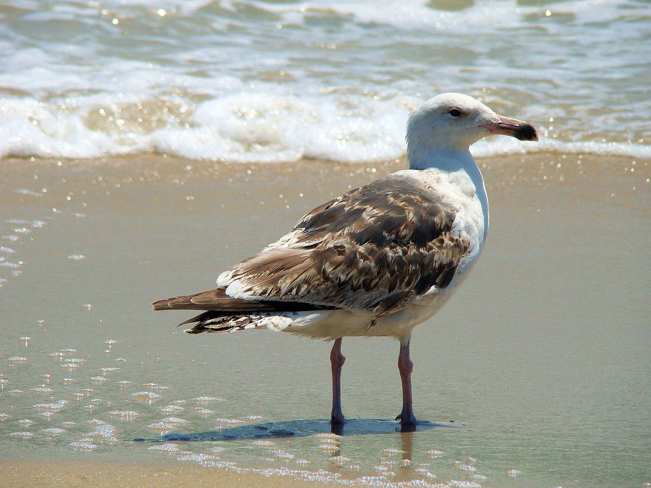 bird sea gull free photo