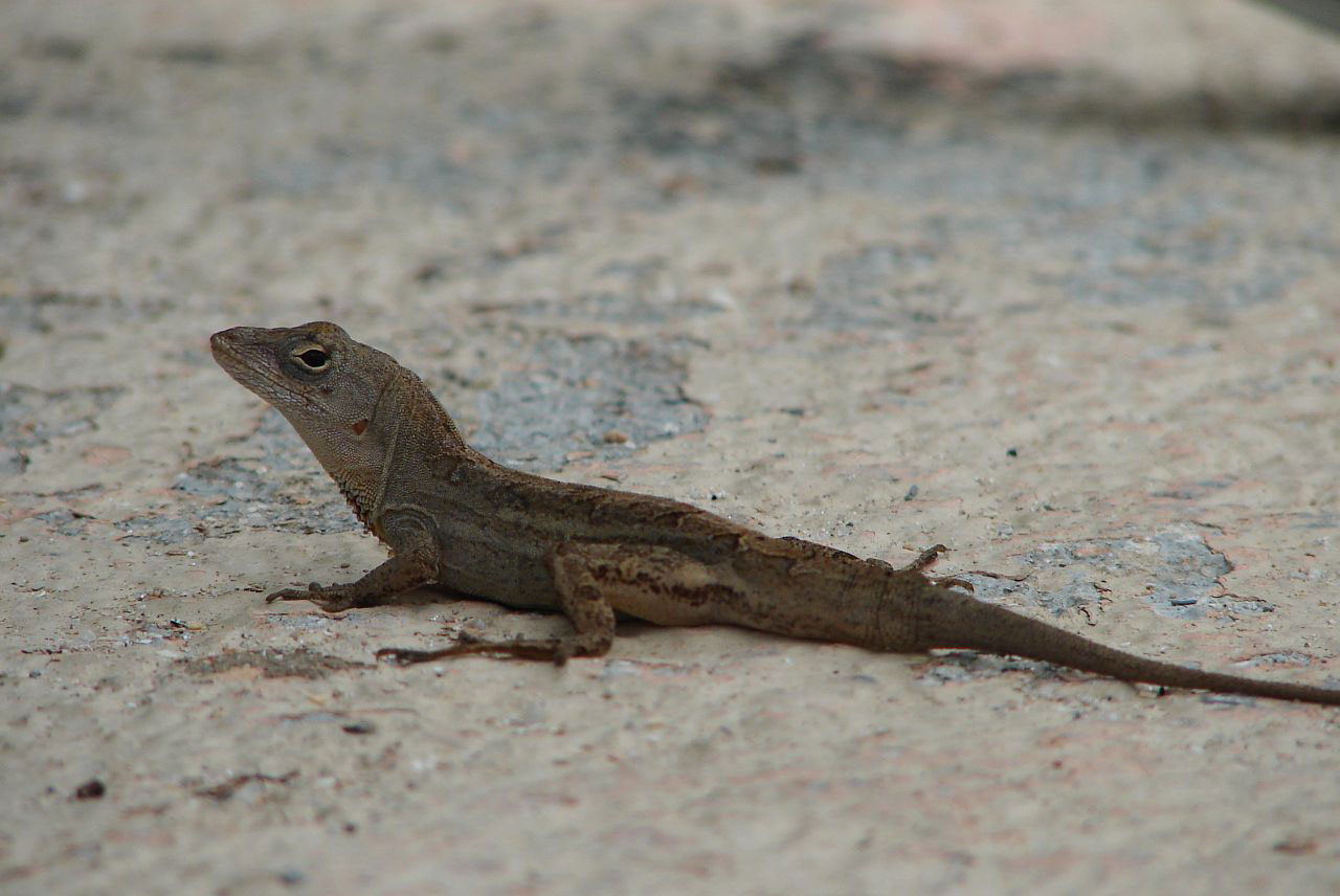 animal lizard florida free photo