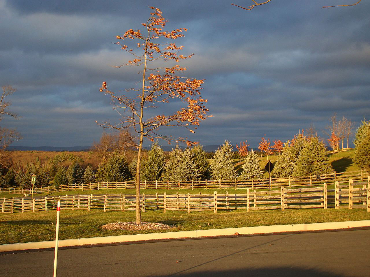 fall road street free photo