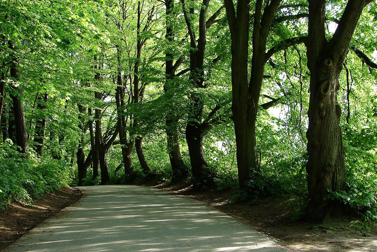 tree forest leafs free photo