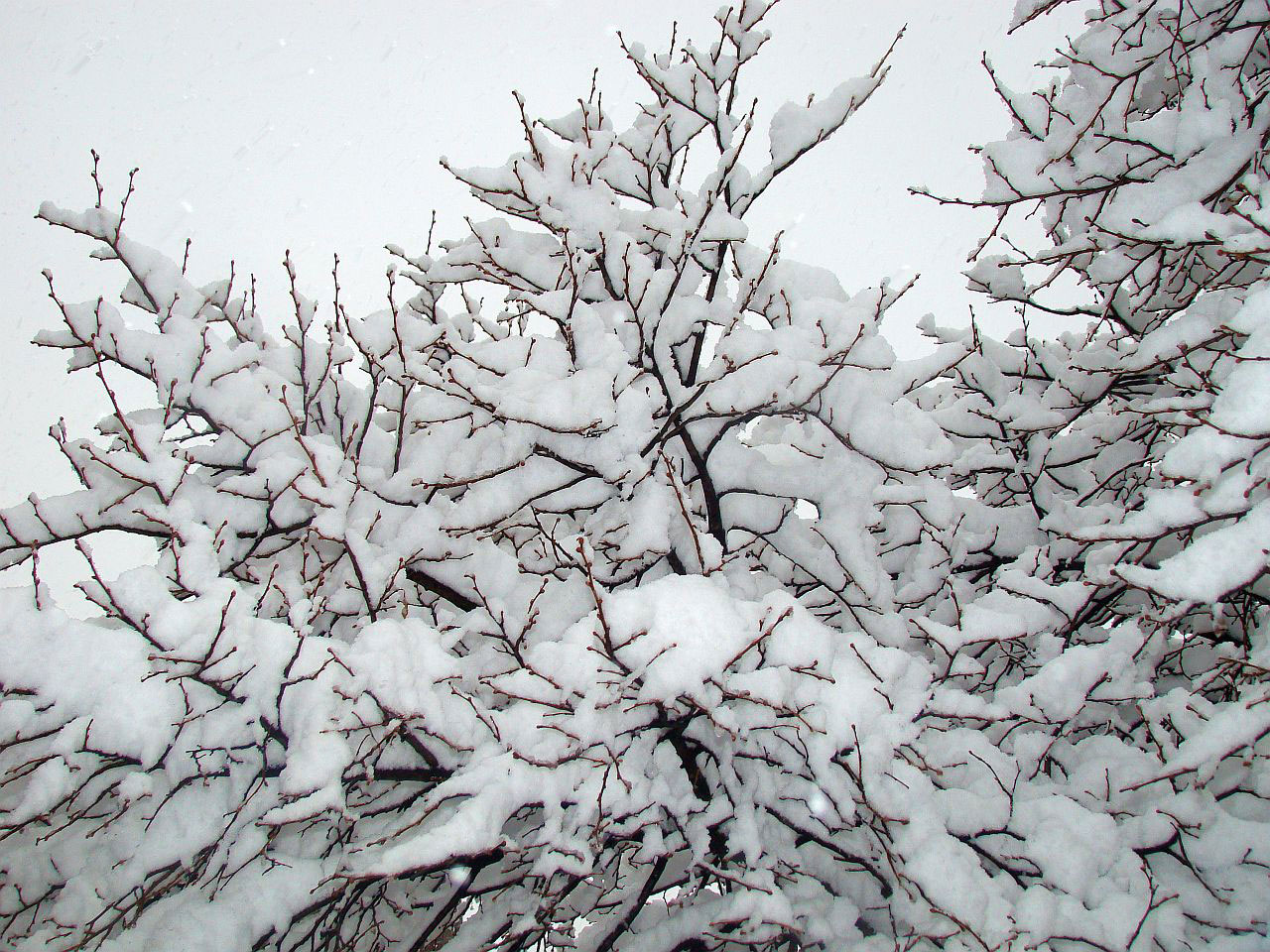 tree sky snow free photo