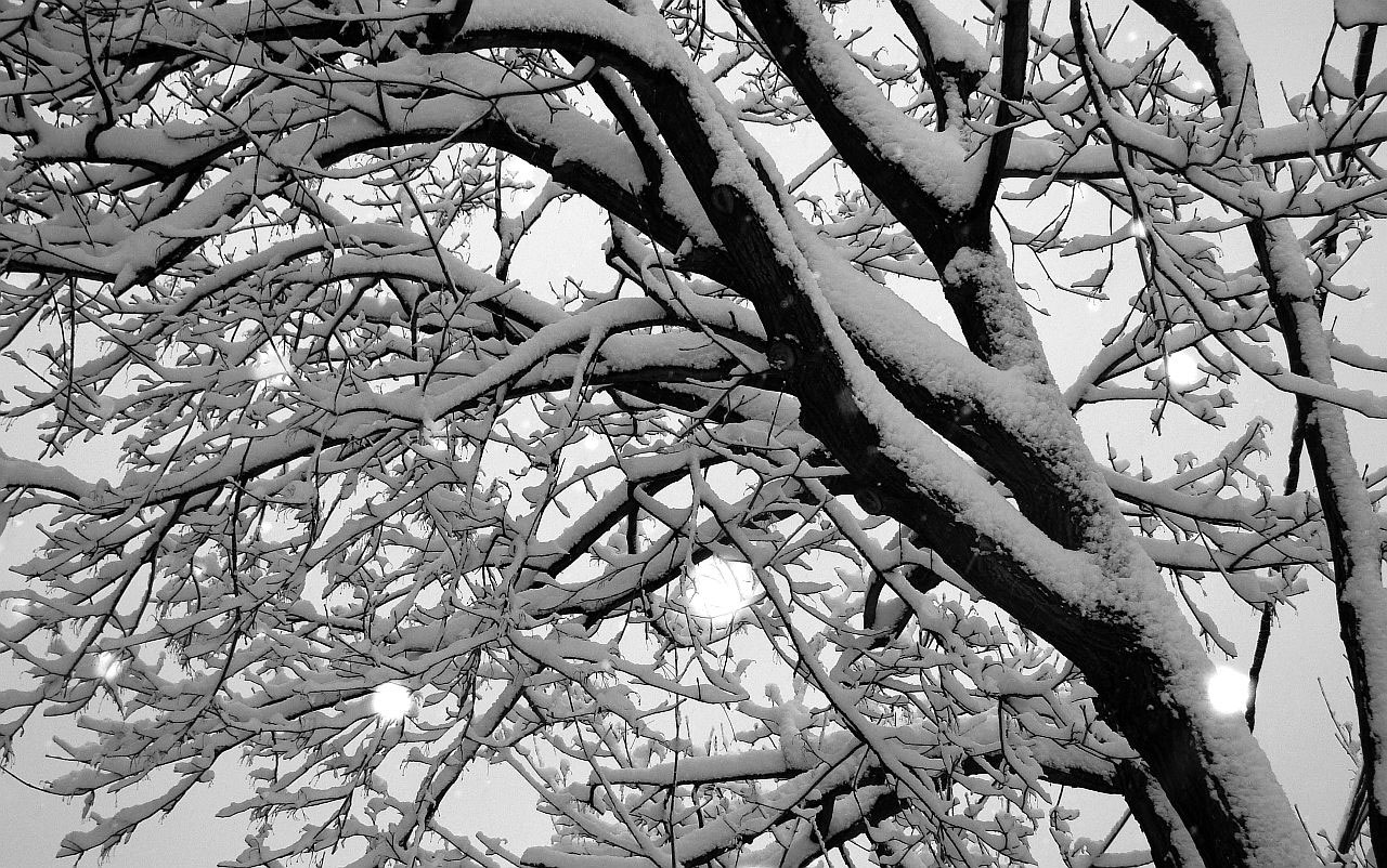 tree branch snow free photo