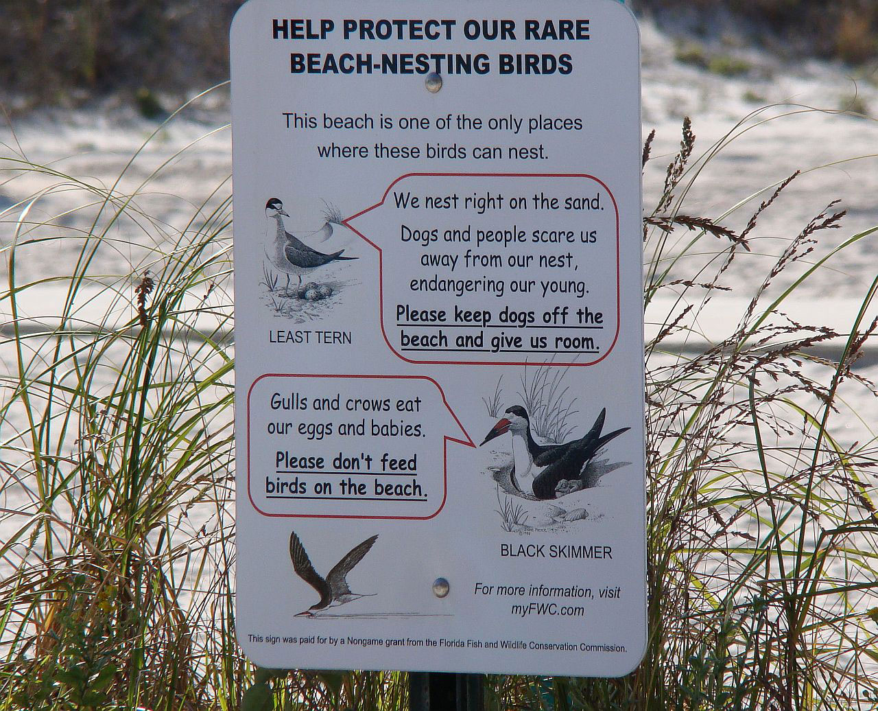 sign beach bird free photo