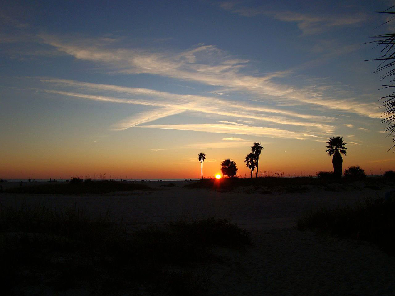 beach sunset tree free photo