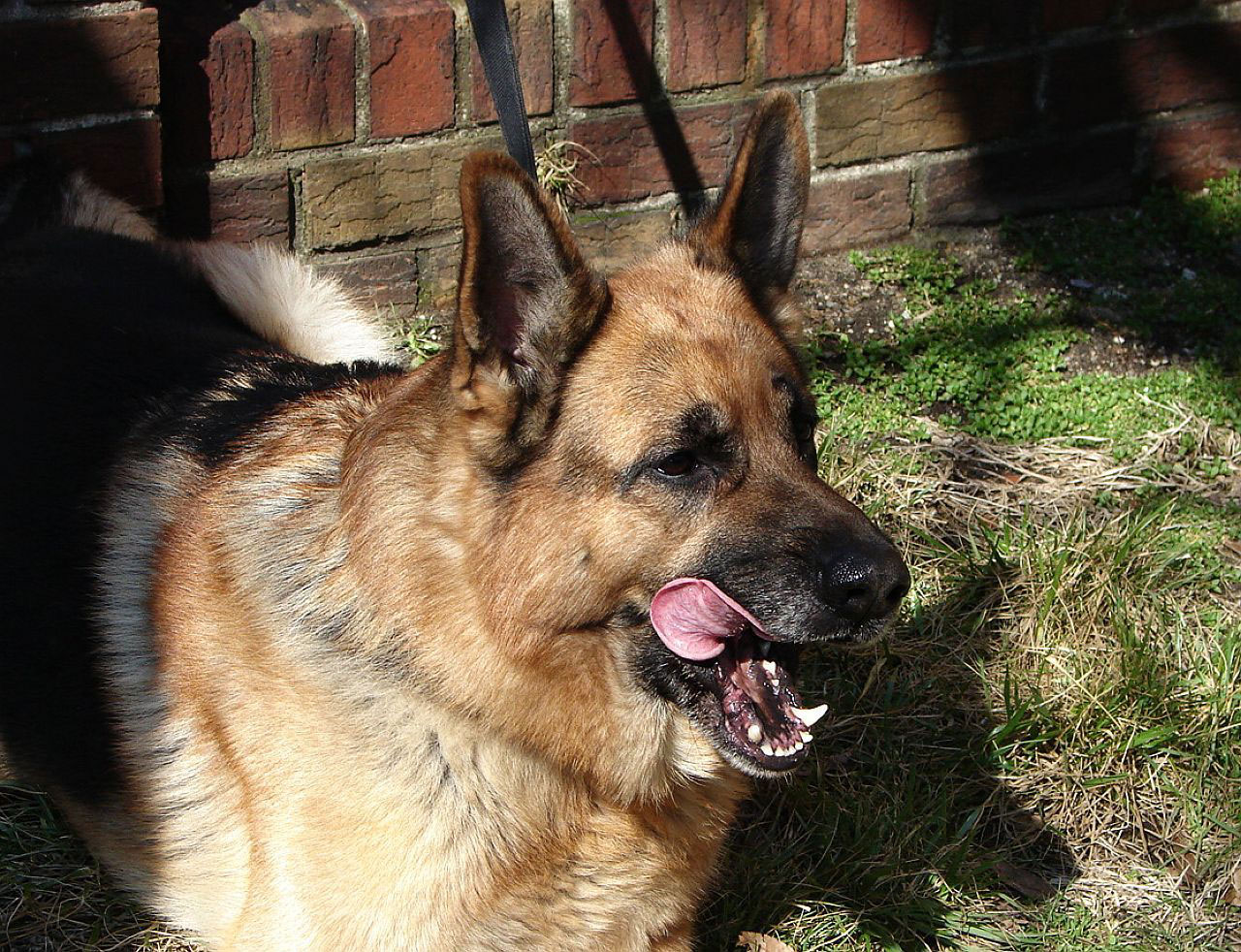 animal dog shepherd free photo