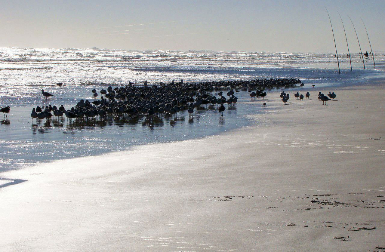 ocean wave bird free photo