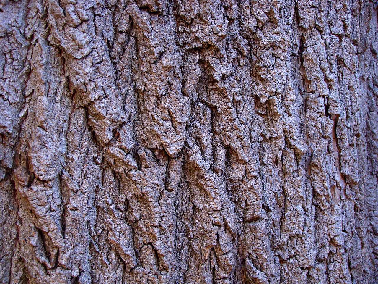 tree bark old free photo