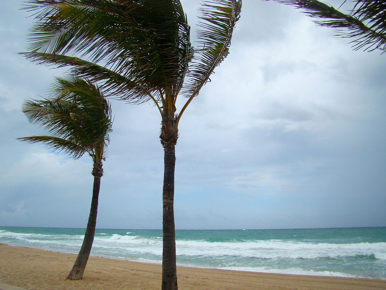 tree palm sky free photo