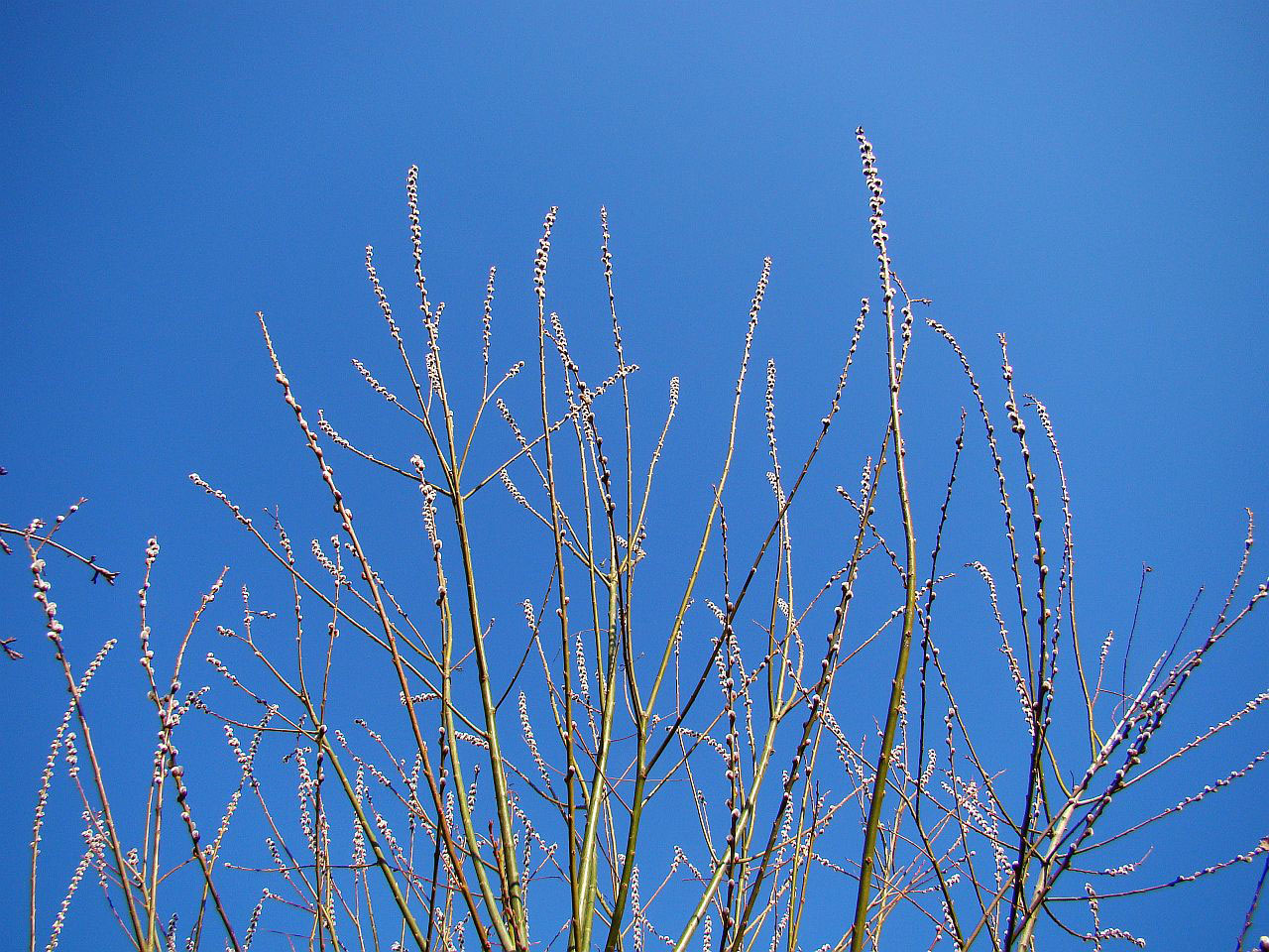 sky flora spring free photo