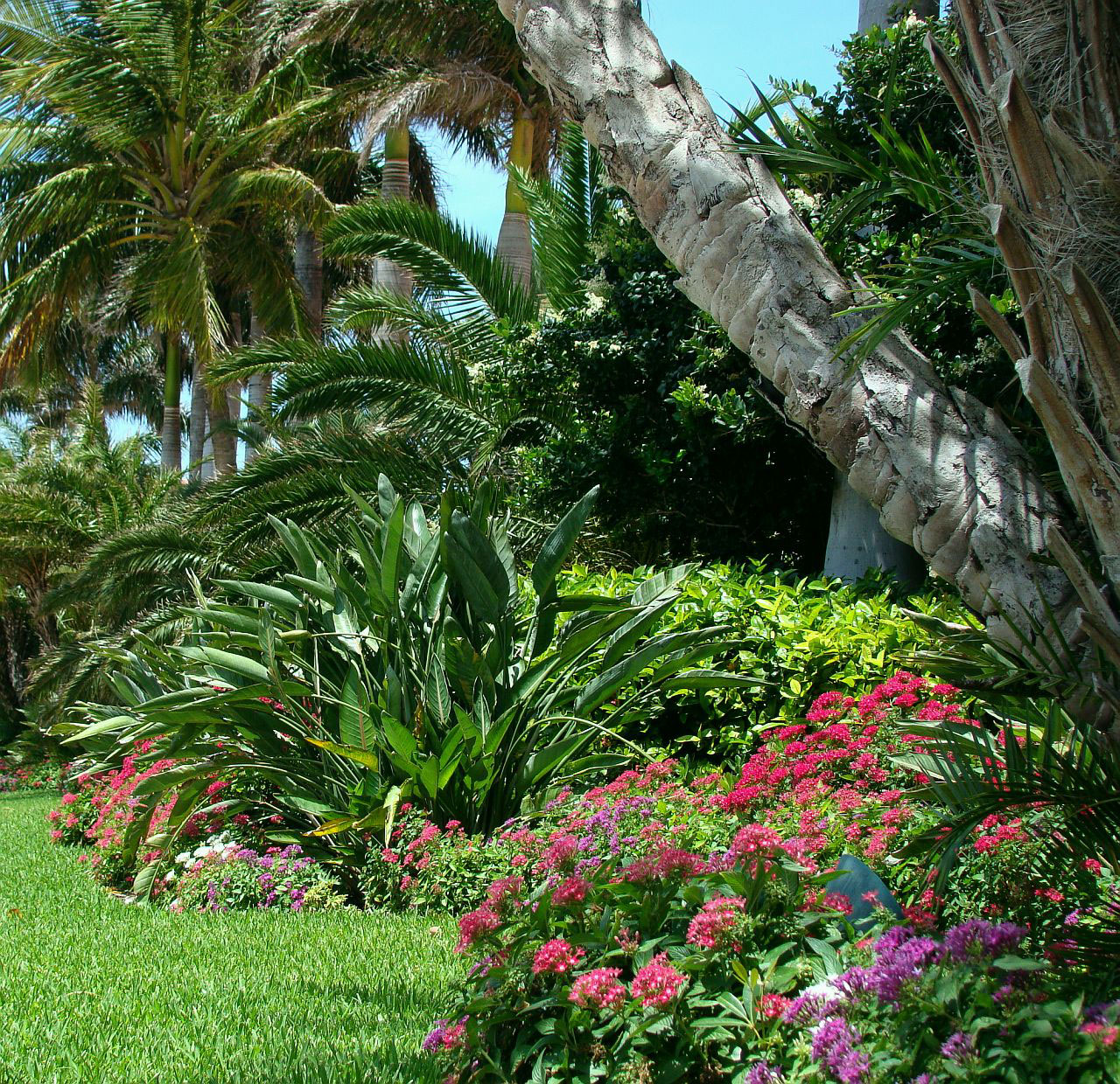 palm flower bahamas free photo