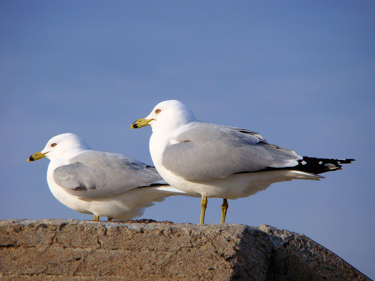 animal bird seagull free photo