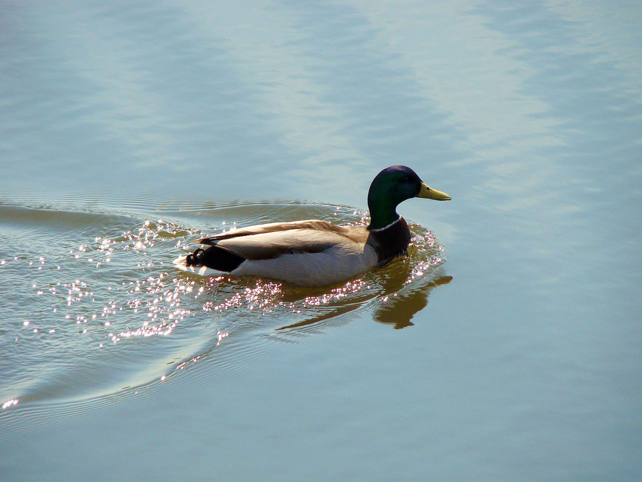 animal bird duck free photo