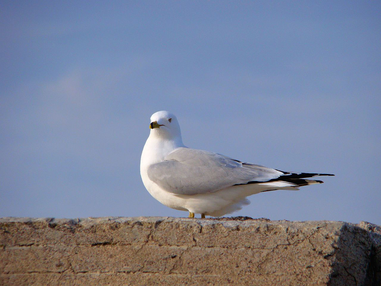 bird animal seagull free photo