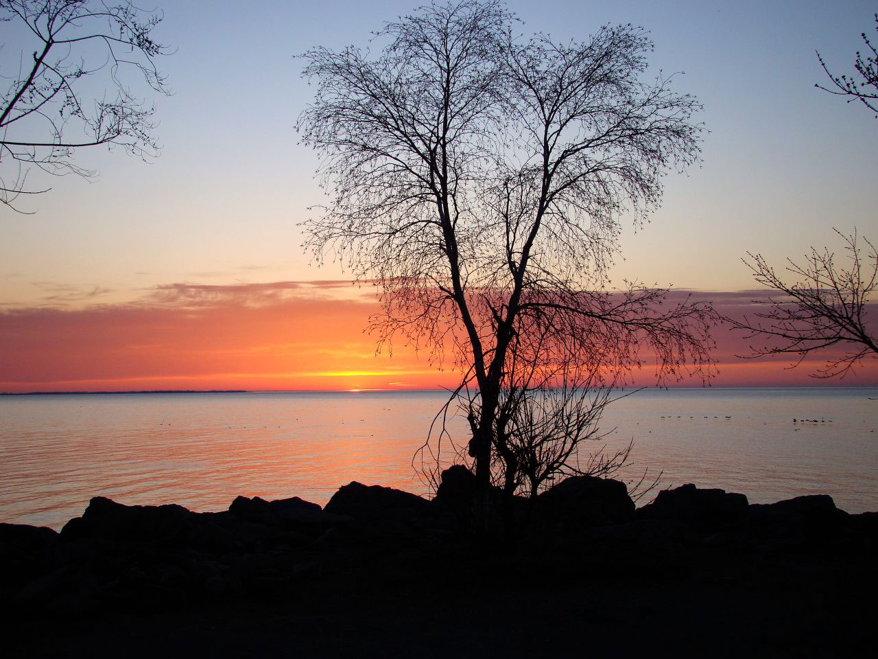 lake water bird free photo