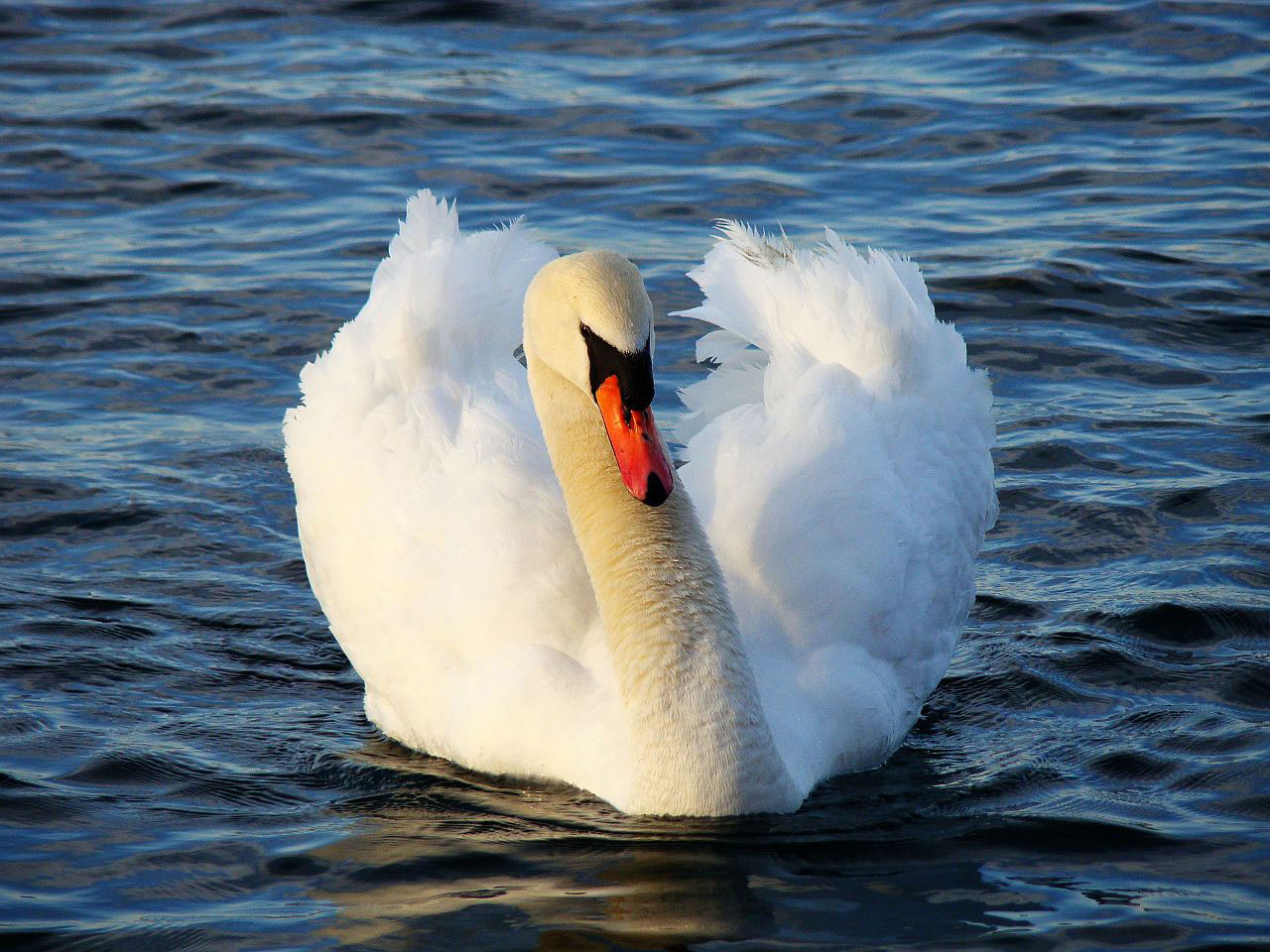 swan bird animal free photo