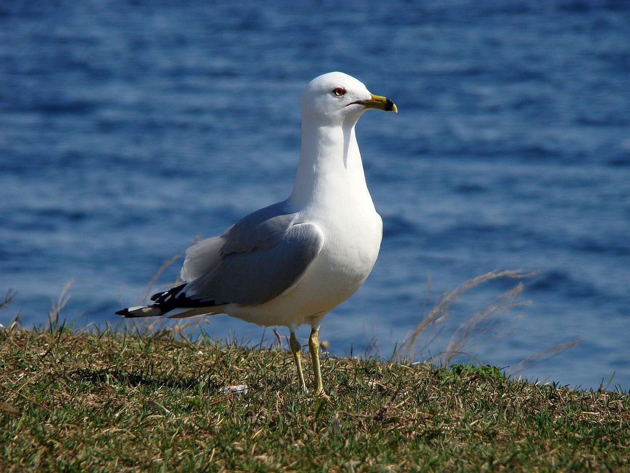 seagull bird animal free photo