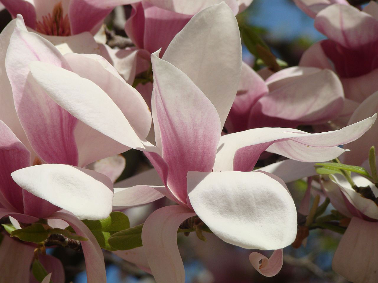 flower flora spring free photo