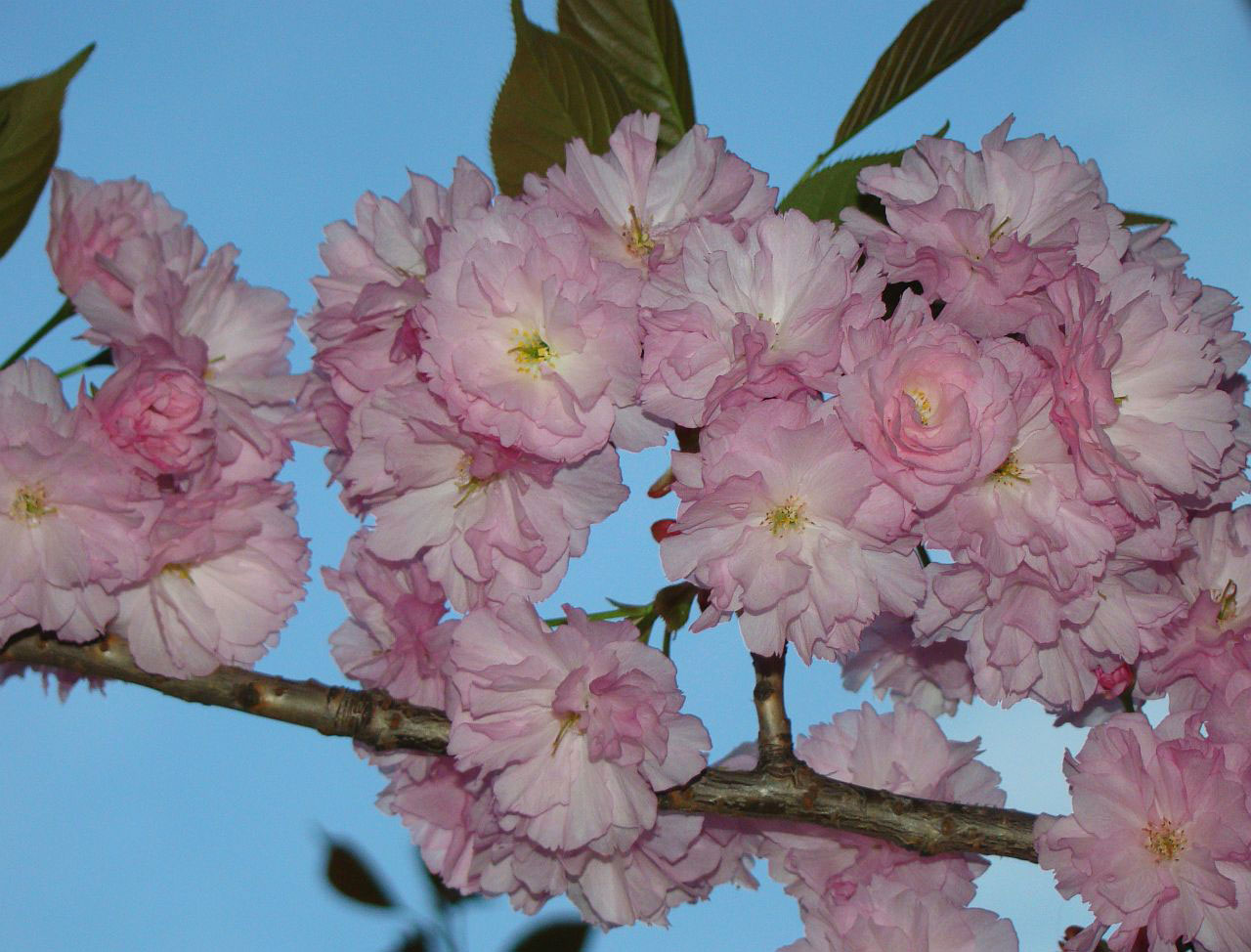 bloom branch tree free photo