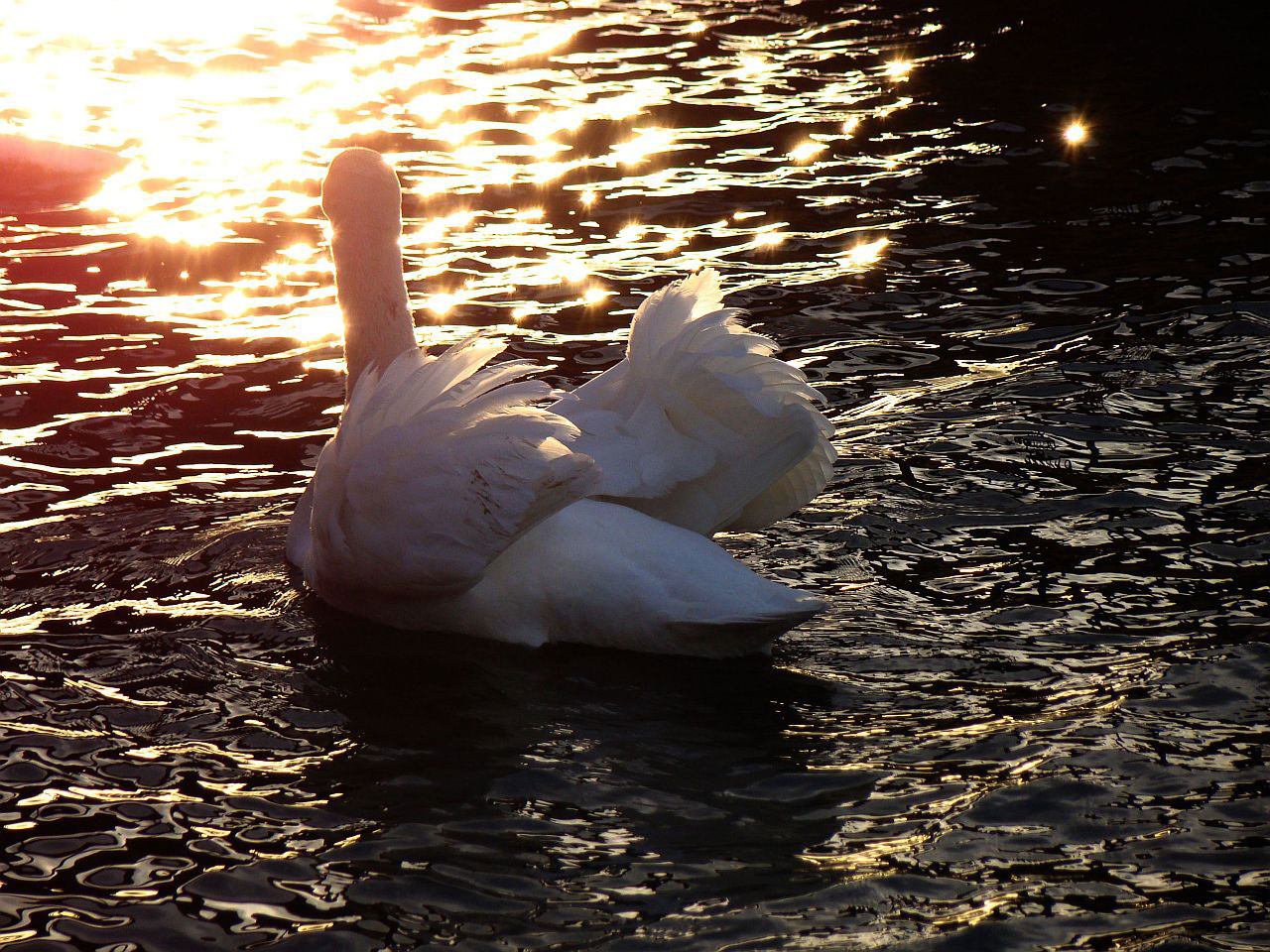 animal bird swan free photo