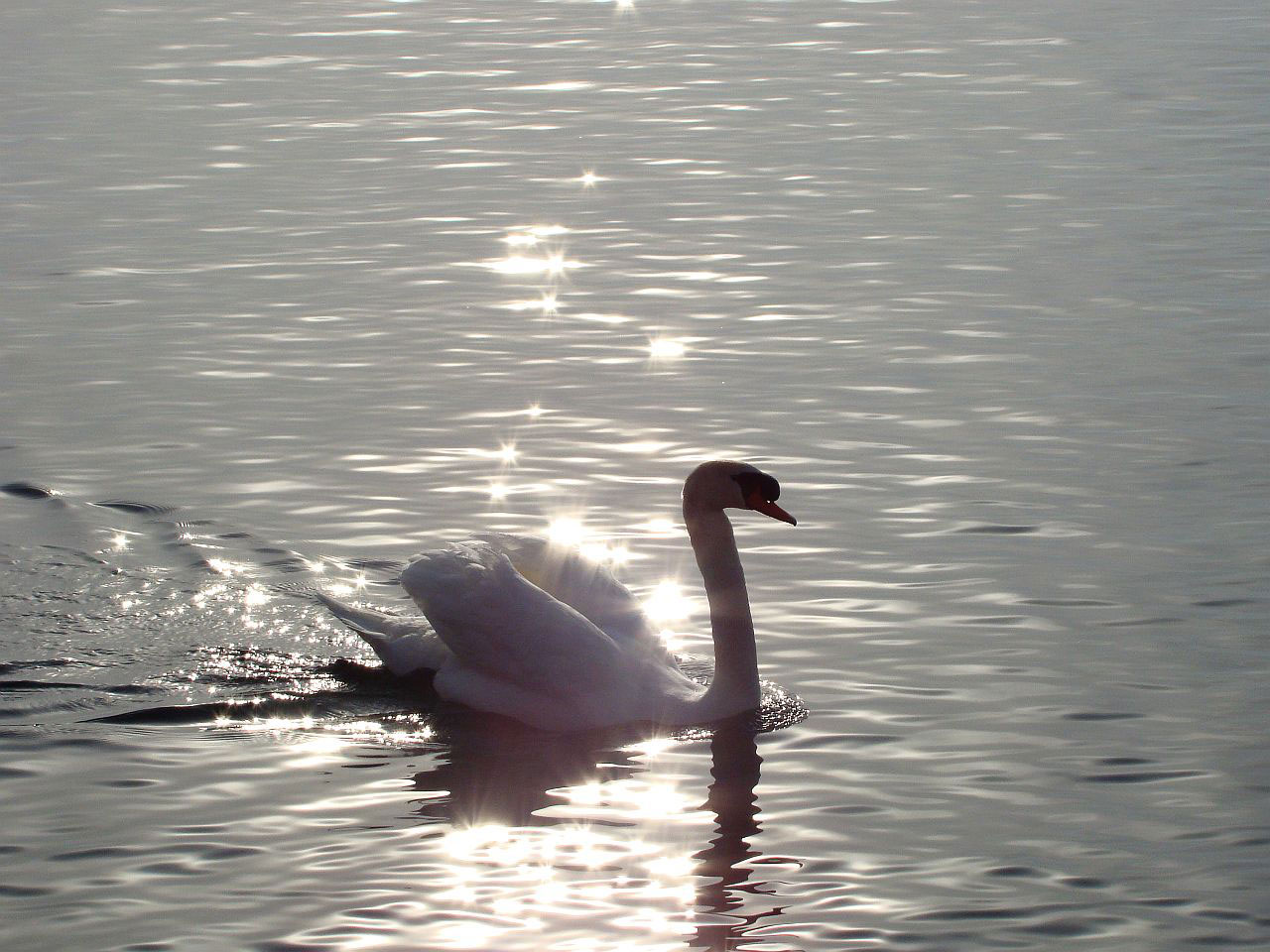animal bird swan free photo