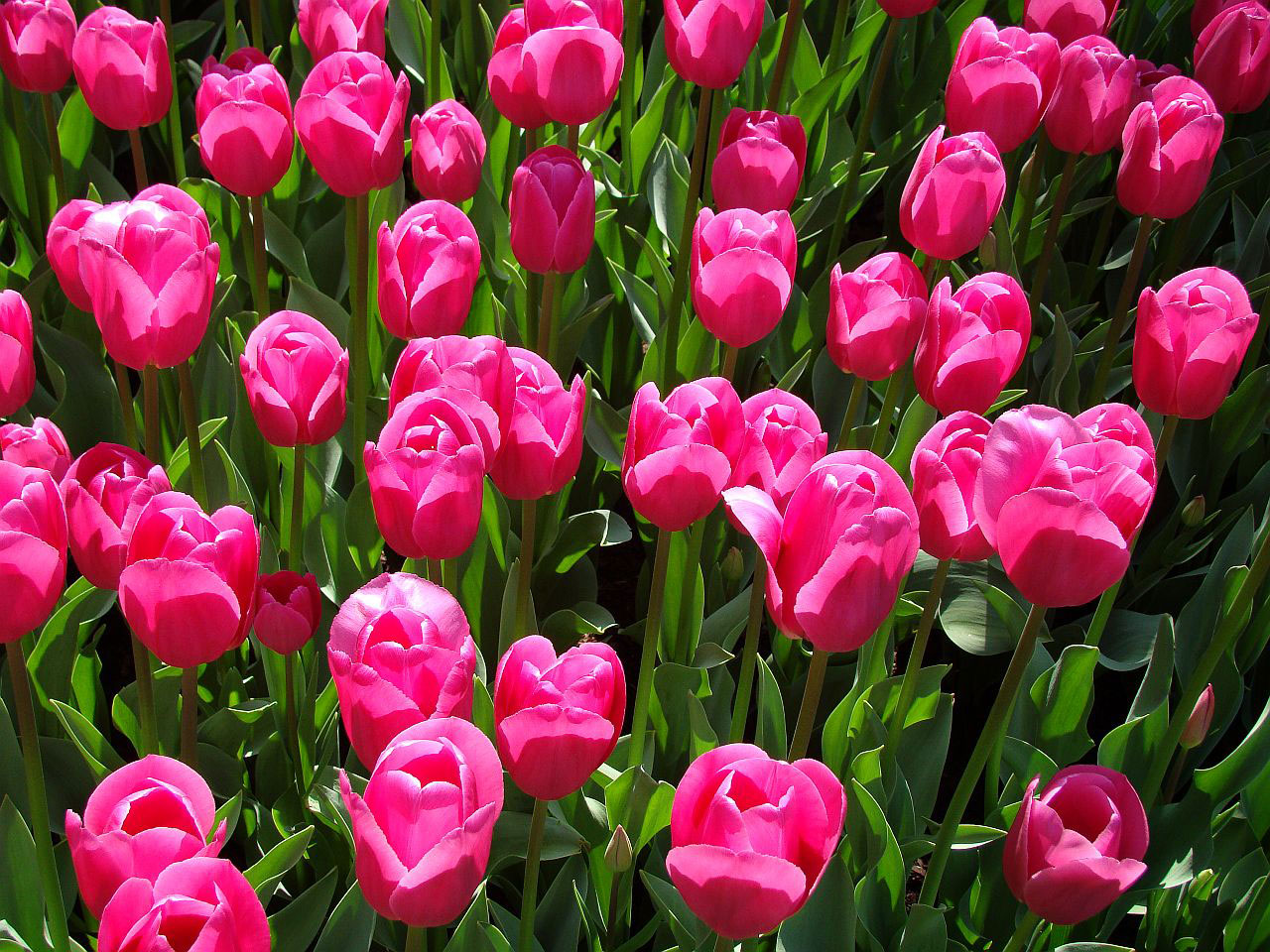flower flora tulips free photo