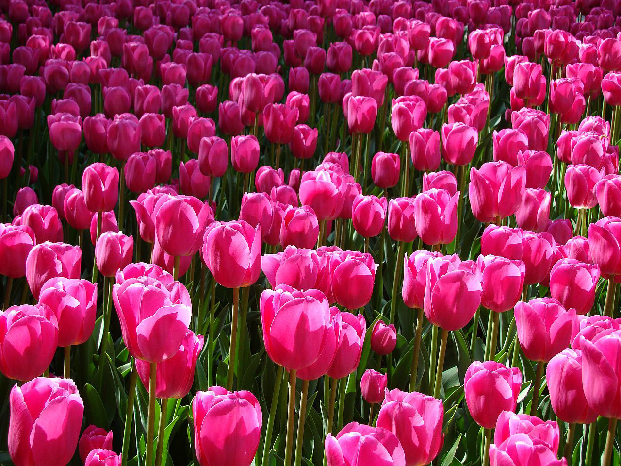 tulips flower flora free photo