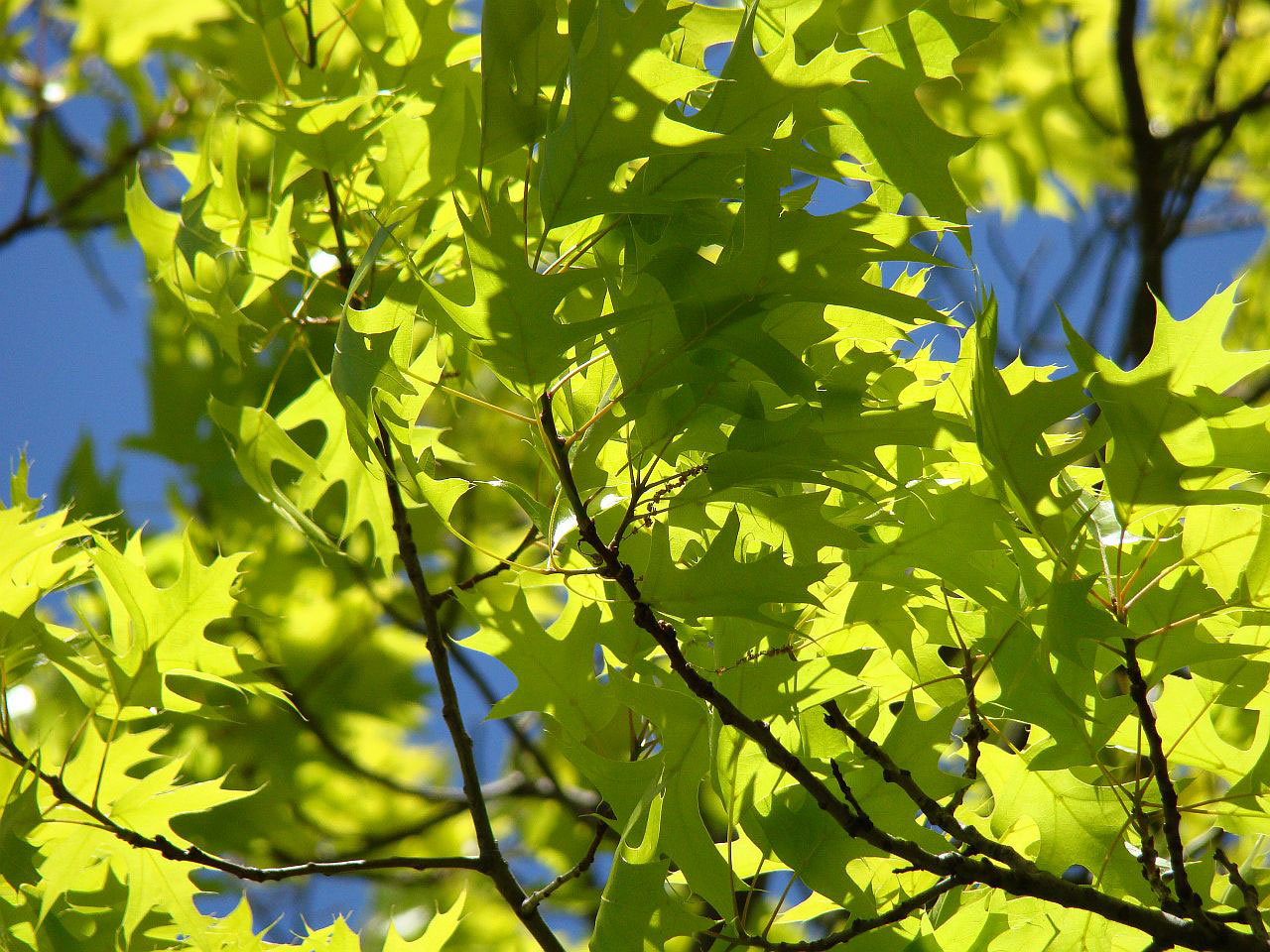 branch tree spring free photo