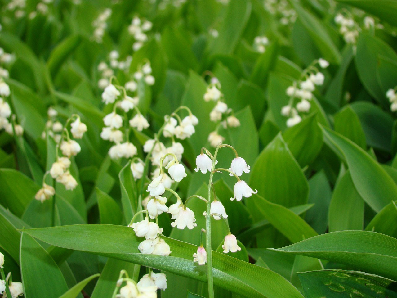 lily valley flowers free photo