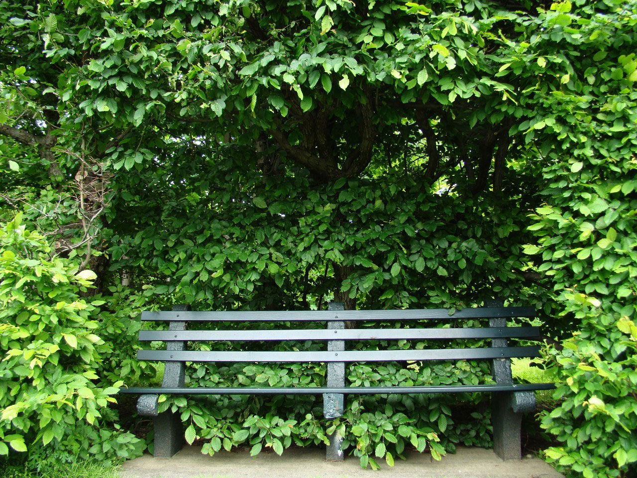 bench leafs park free photo