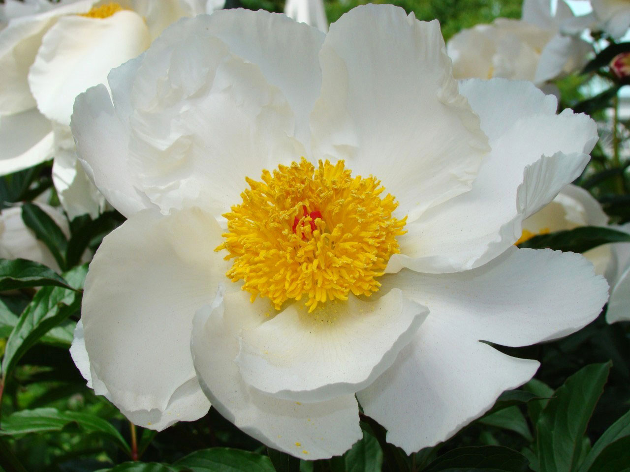 peony flower garden free photo