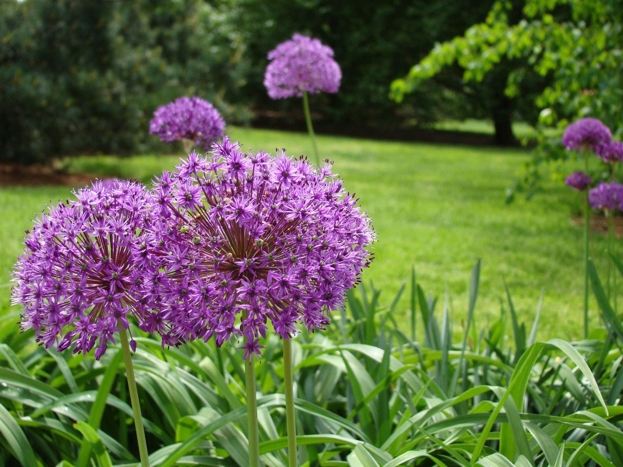 flower grass leaf free photo