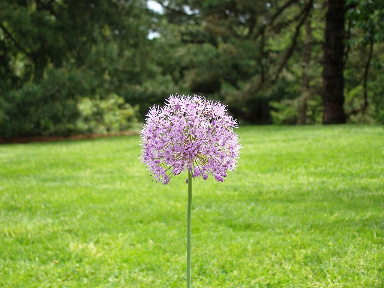 flower grass tree free photo