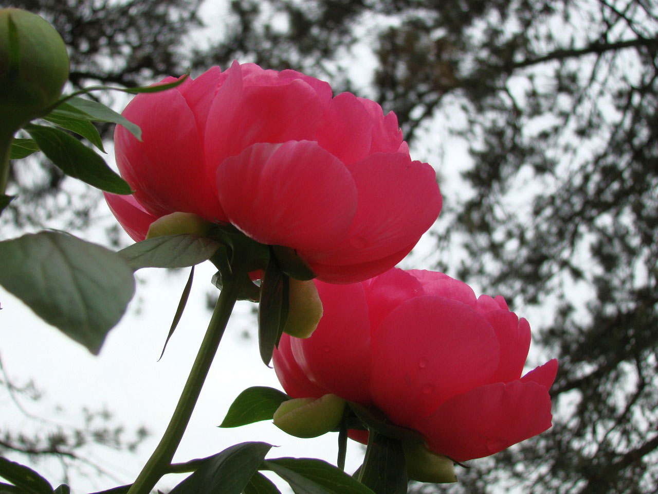 garden flower peony free photo