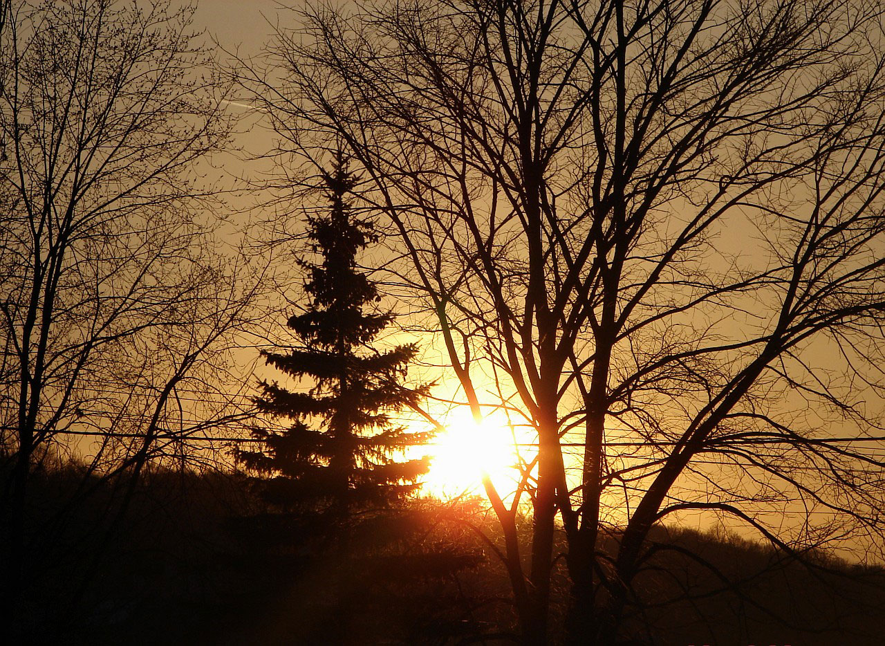 sun sunset tree free photo