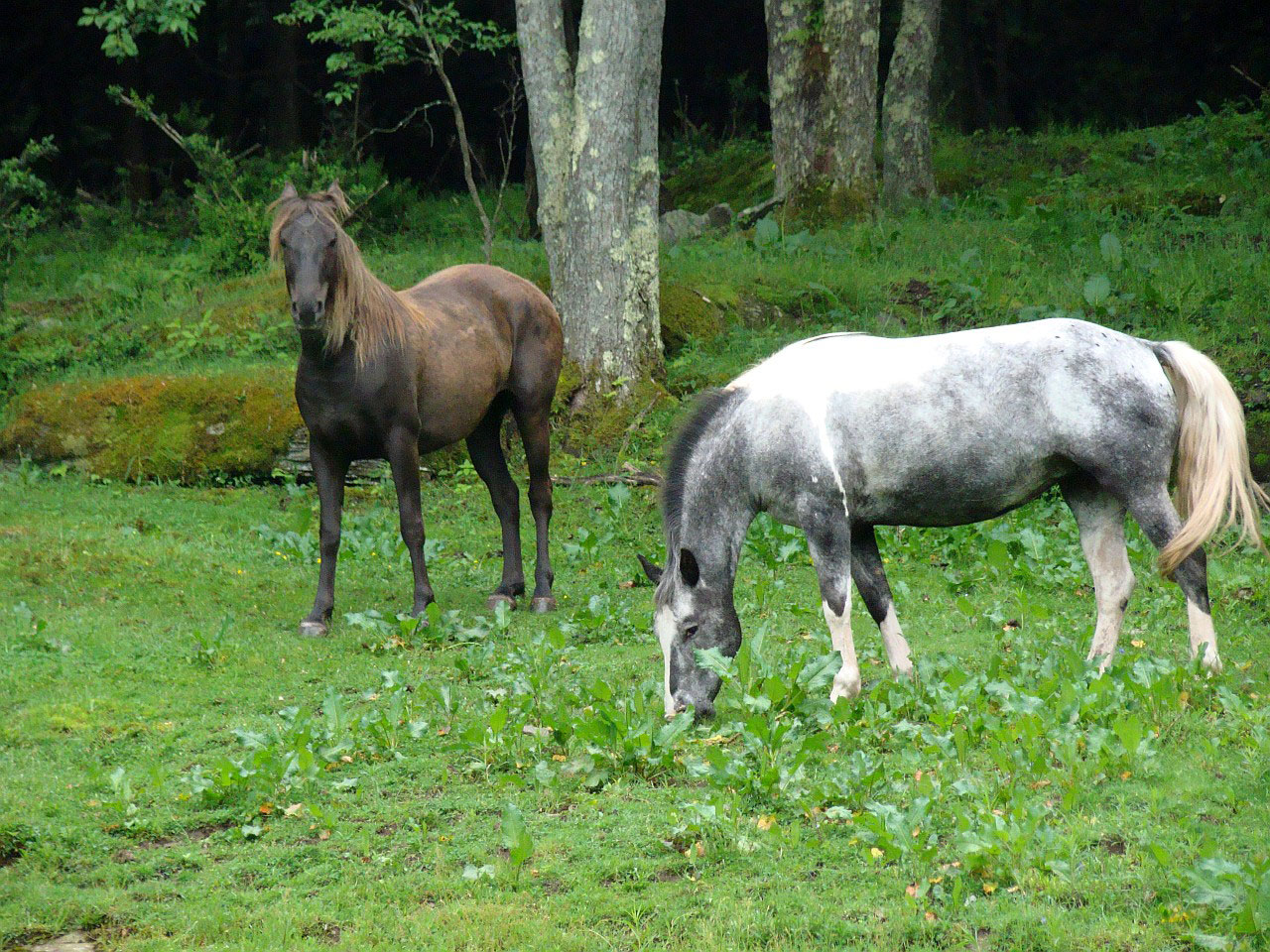 horse animal woods free photo