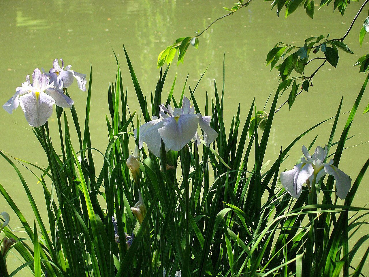 pond flower leaf free photo