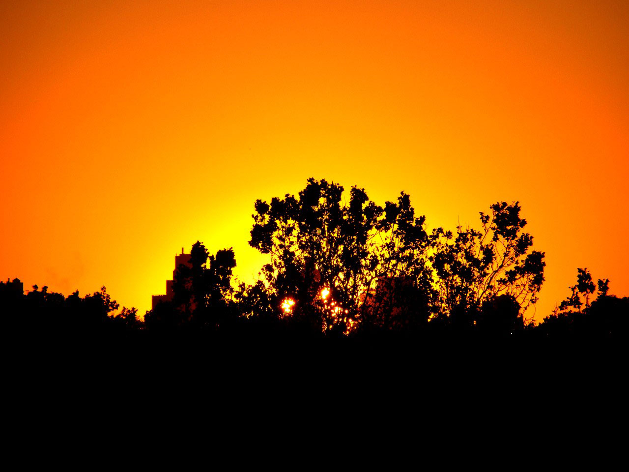 tree building sun free photo