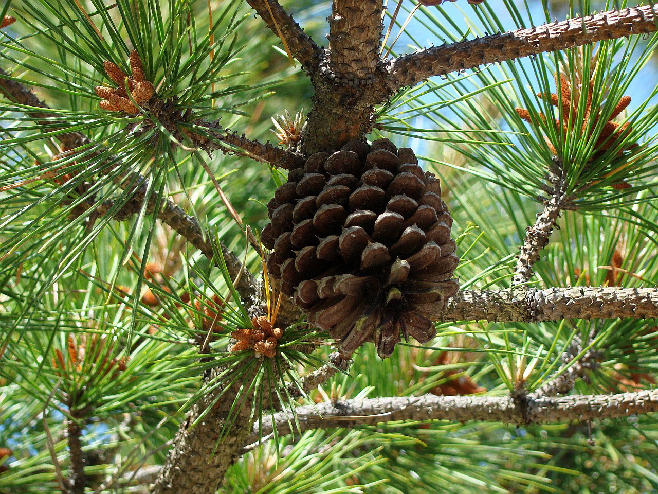 tree pine cone free photo
