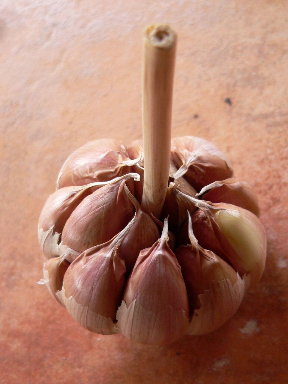 food garlic head free pictures free photo